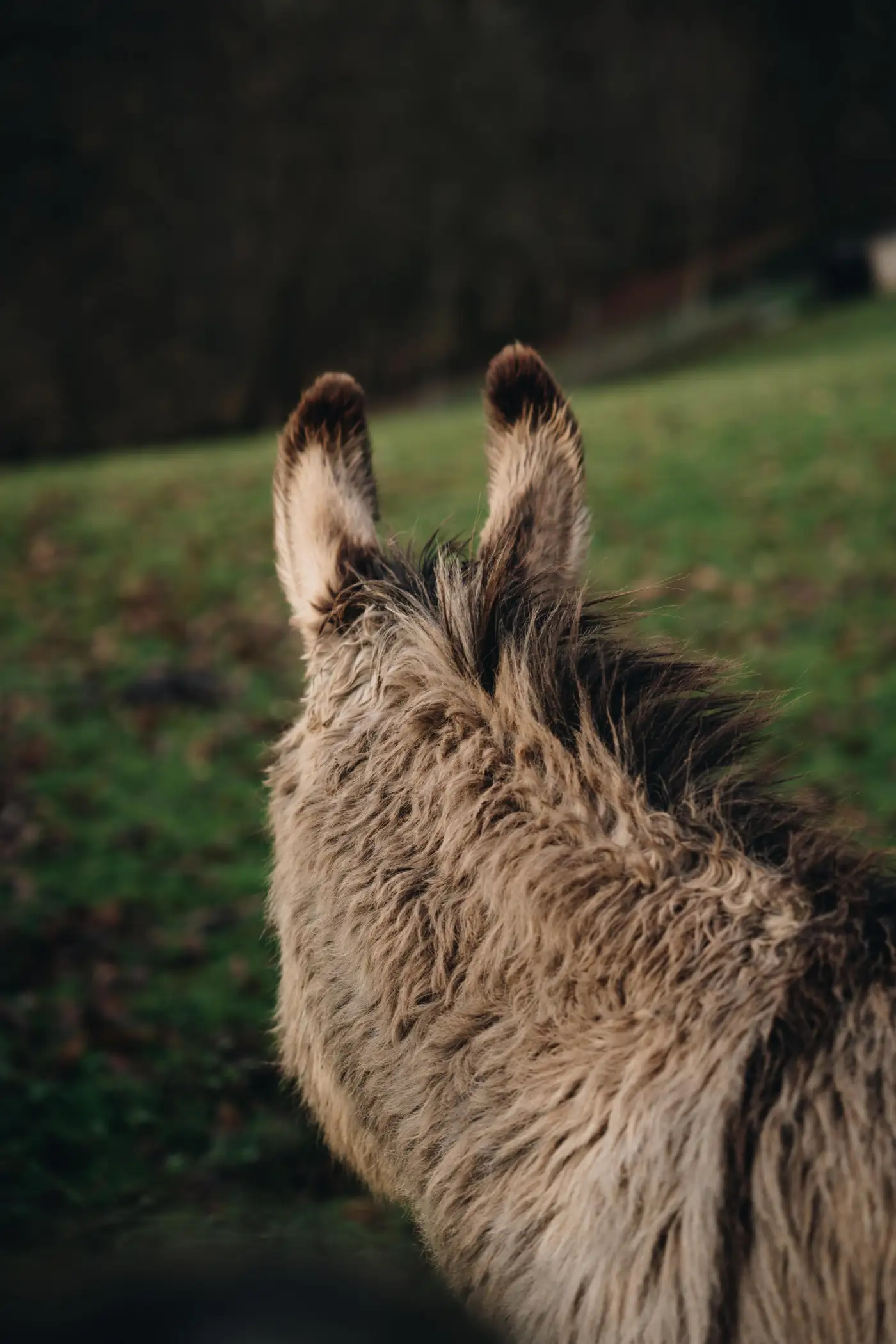 Cottage for 2 people in Gesves Les Cabanes des Pierreux : Ralf